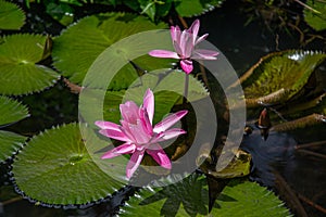 Tropical Lotus Blooms in Tahiti