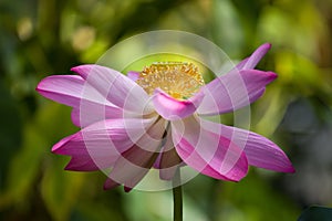 Tropical lotus in pink