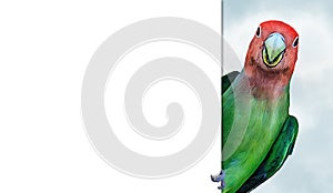 Tropical Lovebird Clinging to Blank White Sign