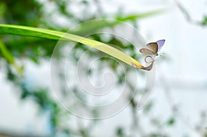 Tropical Luthrodes Pandava Butterfly on The Leaf