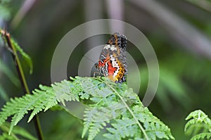 Tropical malay lacewing butterfly on a fern