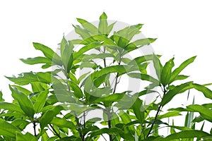 A Tropical mango tree with leaves and branches on white isolated background for green foliage