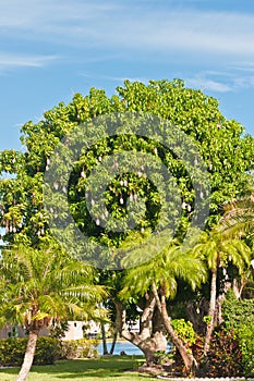 Tropical mango tree with a proliferation of ripe fruit