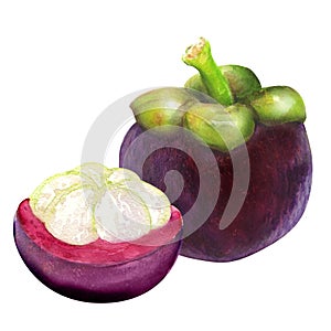 Tropical mangosteen fruit on white background