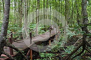 A tropical mangrove forest with boardwalk