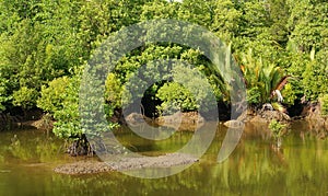 Tropical mangrove forest of borneo