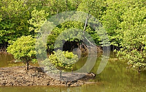 Tropical mangrove forest of borneo