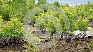 Tropical mangrove forest of borneo