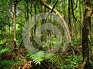 Tropical mangrove forest (Malaysia)