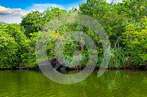 Tropical mangroves, lake and blue sky