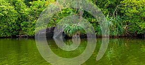 Tropical mangroves, lake and blue sky. Wide format