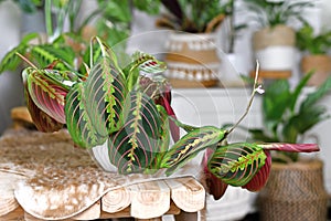 Tropical `Maranta Leuconeura Fascinator` houseplant with leaves with exotic red stripe pattern