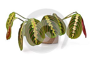 Tropical `Maranta Leuconeura Fascinator` plant on white background