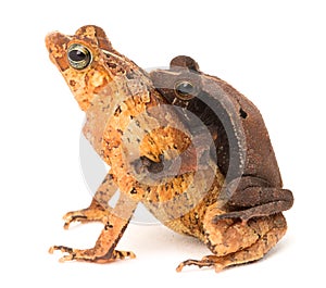 Tropical mating toads