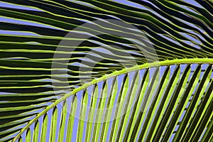 Tropical Maui Palm Tree Frond