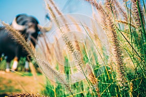 Tropical meadow and grass flower with blur of buffalo background