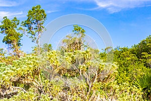 Tropical mexican caribbean beach nature with plants palm trees and fir trees in jungle forest nature with blue sky and beach sand
