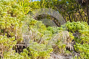 Tropical mexican caribbean beach nature with plants palm trees and fir trees in jungle forest nature with blue sky and beach sand