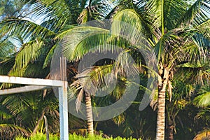 Tropical Mexican Coconut Palms