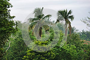 Tropical Mexican Coconut Palms