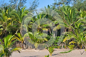 Tropical Mexican Coconut Palms