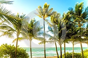 Tropical Miami Beach Palms