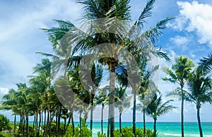 Tropical Miami Beach Palms