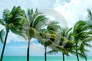 Tropical Miami Beach Palms