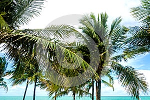 Tropical Miami Beach Palms