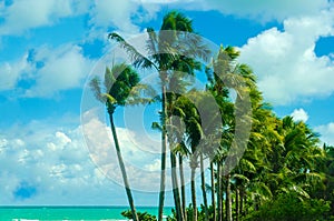 Tropical Miami Beach Palms near the ocean