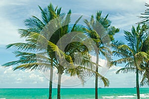 Tropical Miami Beach Palms near the ocean