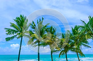 Tropical Miami Beach Palms near the ocean