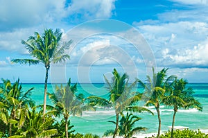 Tropical Miami beach palms near the ocean