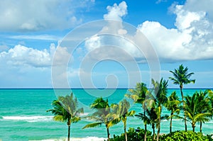 Tropical Miami beach palms near the ocean