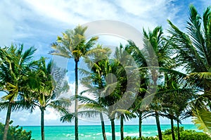 Tropical Miami Beach Palms near the ocean