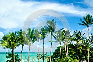 Tropical Miami Beach Palms near the ocean