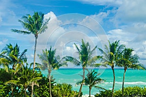 Tropical Miami Beach Palms near the ocean