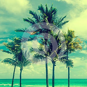 Tropical Miami Beach Palms near the ocean, retro styled