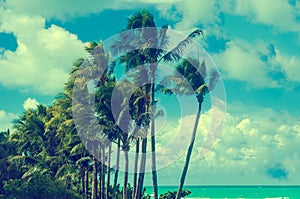 Tropical Miami beach palms near the ocean, retro styled