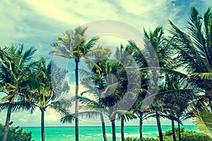 Tropical Miami beach palms near the ocean, retro styled