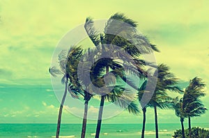 Tropical Miami Beach Palms, retro styled