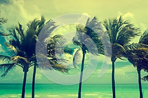 Tropical Miami Beach Palms, retro toning