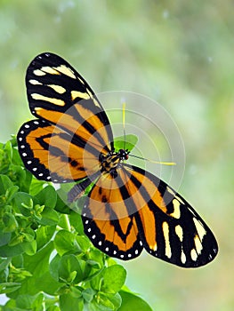 Tropical Milkweed Butterfly