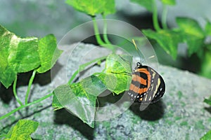 Tropical milkweed butterfly