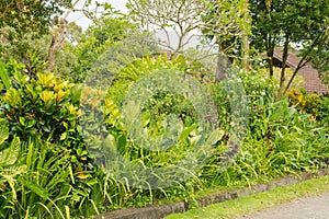 Tropical mixed flower bed. Background, sunny day at tropical park