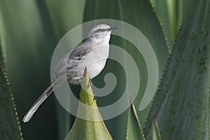 Tropical Mockingbird (Mimus gilvus rostratus)