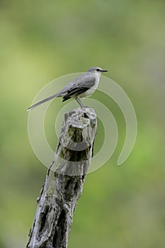 Tropical mockingbird, Mimus gilvus