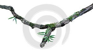 Tropical moist forest epiphytes fern, moss and lichen grow on old weathered jungle tree branch isolated on white bacground,