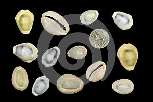 Tropical money cowrie shells on a black background