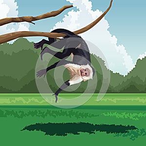 Tropical monkey hanging branch tree fauna and flora landscape